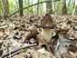 Fattyú kucsmagomba (Morchella semilibera), Vértes